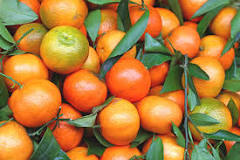 Will mandarin oranges ripen on the counter?