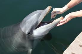 dolphin mouths house dark matter of