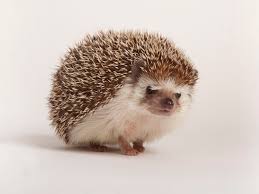 Hedgehogs make better pets in my opinion. How To Care For Pet Hedgehogs Basic Hedgehog Care Guide