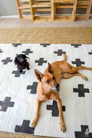 tackle carpets and rugs with two dogs