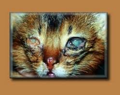 feline herpesvirus eye care for