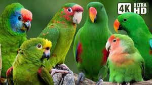 most amazing green parrots colorful