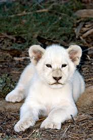 white lion cub stock image z934