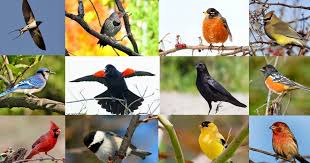 20 common north american backyard birds