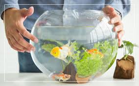 goldfish minimum tank size choosing