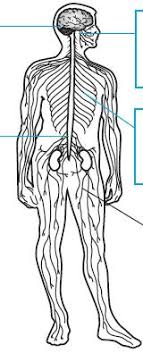 Sistem saraf pusat terdiri atas otak dan sumsum tulang belakang (sumsum spinal). A Sistem B Sistem Saraf Periferi Saraf Saraf Saraf Dari Saraf Tunjang Menghubungkan Dan Dengan Sistem Saraf Pusat Pdf Free Download