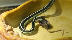 live feeding garter snake eats mouse