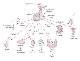 Overview Of The Pituitary Gland Hormonal And Metabolic