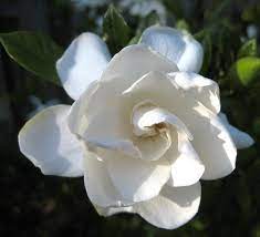 Gardenias need at least 1 inch of rain (or equivalent watering) each week. Learn How To Grow And Care For Gardenia Plants