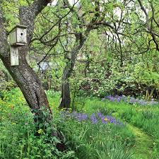 8 design ideas for a woodland garden