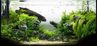 At petco, we specialize in smaller fish tanks designed to fit just about any space or level of expertise, from the classic fishbowl to a 10 gallon aquarium that can hold a colorful array of freshwater species.we believe that getting started on your aquatic adventure should be easy and affordable. Aquascaping Guide How To Create An Underwater Paradise