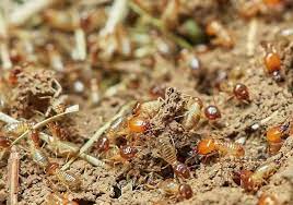 Are Termites Bad For Your Garden