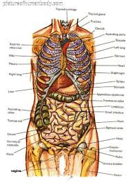 Human Anatomy Abdominal Organs Abdominal Diagram With Ribs