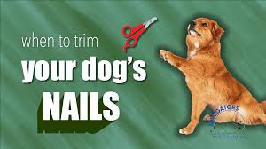 when should you trim your dog s nails