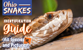 ohio snakes identification guide all