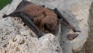 bats noco pest wildlife control