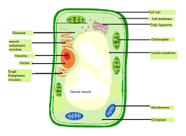 draw a typical plant cell and label the
