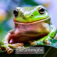 Did you scroll all this way to get facts about tree frogs? Green Tree Frogs Amazing Amazon