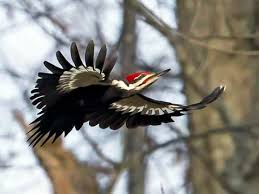 Pileated Woodpecker Identification All About Birds Cornell