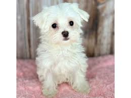 maltese dog female white 3893268