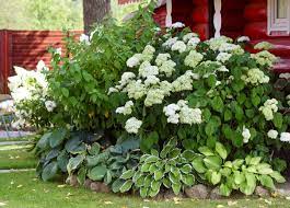 hydrangea companion plants