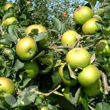 Bramley S Seedling Apple Fruit Trees