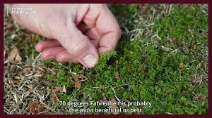 how to treat lawn burweed you