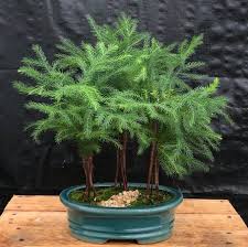 norfolk island pine bonsai tree three