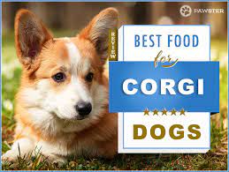 Pembroke welsh corgis are a little smaller than cardigan welsh corgis, though both breeds tend to max out around 12 inches of height and a weight of 30 pounds. 7 Best Foods To Feed An Adult And Puppy Corgi In 2021