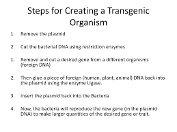 The transgenic organism is an organism that has altered genes either by the insertion of one or several foreign genes originating from the same species or the genus or by the deletion or inactivation of the selected genes (knockout organisms). Ppt Transgenic Organisms Powerpoint Presentation Free Download Id 2636529