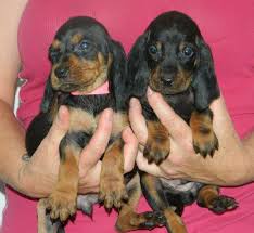 Check out our black tan puppy selection for the very best in unique or custom, handmade pieces from our shops. We Have Black And Tan Coonhound Puppies For Sale Akc Ukc Registered Bluetick Coonhounds Black And Tan Coonhounds Show D Coonhound Puppy Coonhound Puppies