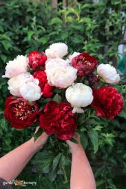 Perfect Peonies How To Grow Harvest