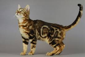 If there was a tabby gene present some would be tabbies but even without the gene. Cat Colour Genetics Pets4homes