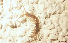 centipedes perimeter insect control