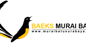 Its resolution is 803x1191 and the resolution can be changed at any time according to your needs after downloading. Burung Murai Batu Png 3 Png Image