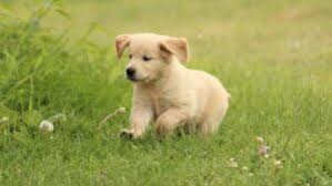 They were recognized by the american kennel club in 1925 and were the first american kennel club obedience trial champion. Reserve Your Golden Retriever Puppy From Windy Knoll Golden Retriever Puppies