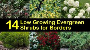 14 low growing evergreen shrubs for borders