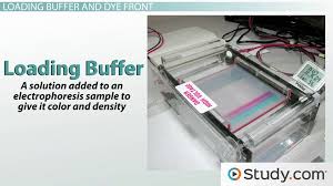 agarose gel electropsis uses