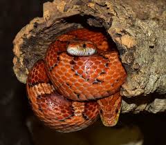 Corn Snake Care Sheet A Simple But Complete Guide For