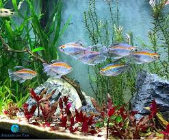 The best schooling fish for planted tanks are also identified below. Aquarium Fan On Twitter What S Your Favorite Schooling Fish Congotetra Plantedtank Aquascape Aquarium Freshwater Fishofinstagram Https T Co Qtrrae80zc Https T Co Oy8x532kza