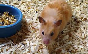 hamsters types tips to care for