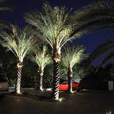 Palm Trees Landscaping Tree Uplighting
