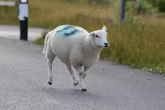 why-are-sheep-painted-blue