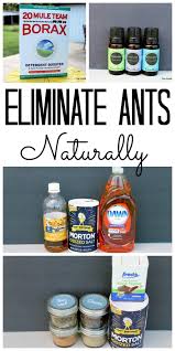 get rid of ants in the house naturally