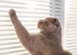 The roller blinds are of excellent quality. Best Window Blinds For Cat Owners Dotcomblinds