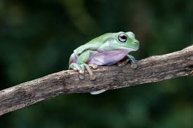 white s tree frog care sheet lifespan
