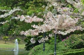 Even those with small gardens can find plenty of choice, in fact there's a tree to fit just about every space imaginable. 10 Small Trees For Your Garden Small Ornamental Trees Small Flowering Trees