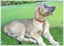 See more ideas about irish wolfhound, wolfhound, irish wolfhound puppies. Irish Wolfhound Wikipedia
