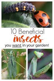 beneficial insects you want in your