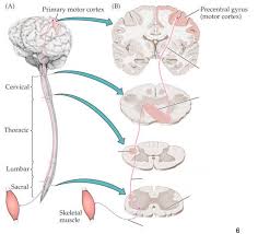 upper vs lower motor neurons diagram